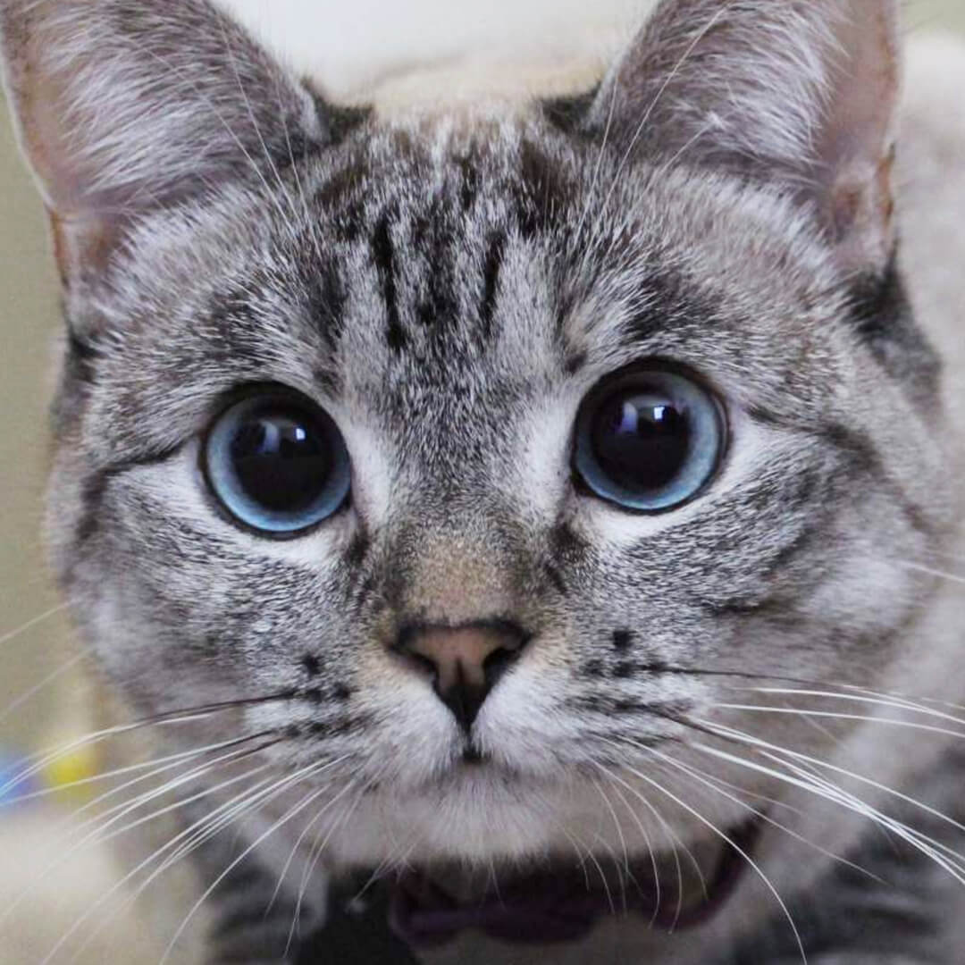 Nala